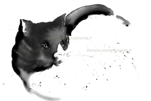 Chat Winit encre de chine